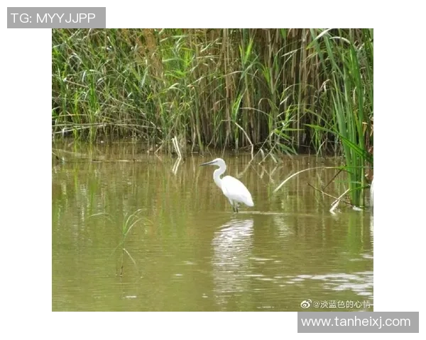 足球明星与秋天美景交融的绝美瞬间展现了运动与自然的和谐之美